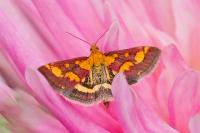 Pyrausta purpuralis