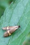 Nemophora degeerella