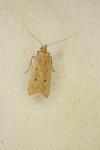Acompsia