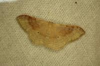 Idaea degeneraria
