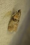 Sciota rhenella