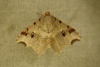 Macaria alternata