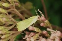 Earias clorana