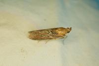 Selagia spadicella