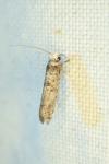 Paraswammerdamia nebulella