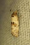 Cochylis molliculana