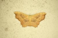 Idaea emarginata