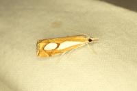 Catoptria pinella