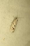 Ethmia dodecea