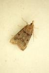 Stemmatophora brunnealis