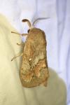 Dendrolimus pini