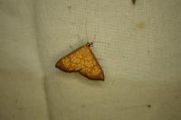 Ecpyrrhorrhoe rubiginalis