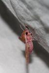 Deilephila porcellus