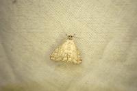 Elophila nymphaeata
