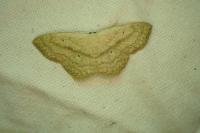 Scopula nigropunctata