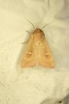 Mythimna ferrago