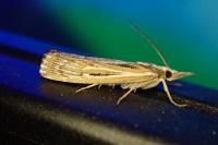 Pediasia fascelinella