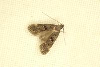 Dichomeris alacella
