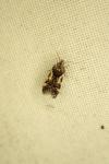 Teleiodes luculella