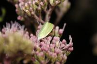 Earias clorana