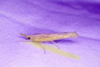 Pediasia contaminella