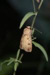Agrotis exclamationis