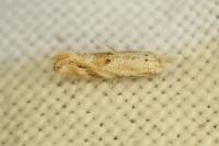 Bucculatrix bechsteinella