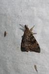 Lymantria dispar