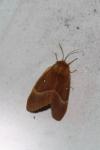 Lasiocampa quercus