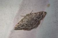 Pseudoterpna coronillaria