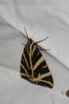 Euplagia quadripunctaria