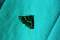 Dysgonia algira