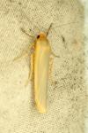 Manulea complana