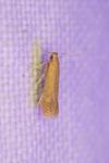 Tischeria