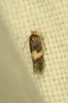 Ectoedemia