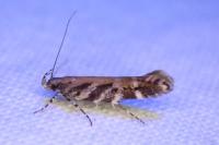 Aristotelia ericinella