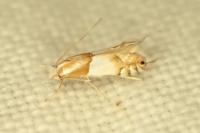 Phyllonorycter roboris
