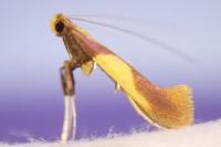 Caloptilia