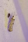 Paraswammerdamia albicapitella