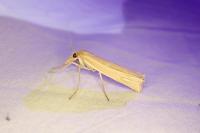 Ancylolomia tentaculella
