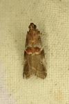 Acrobasis suavella