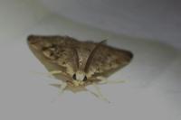 Lymantria dispar