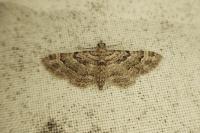 Gymnoscelis rufifasciata