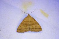 Herminia tarsicrinalis