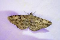 Peribatodes rhomboidaria