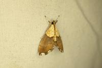 Agrotera nemoralis
