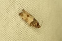 Gypsonoma aceriana