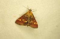 Pyrausta aurata
