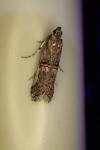 Pempelia palumbella