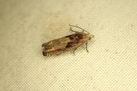 Eucosma